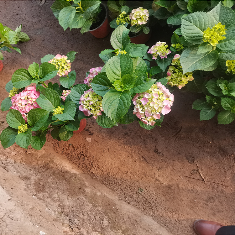 绣球花培育基地 雅尼花卉 绣球盆栽观赏花木批发供应