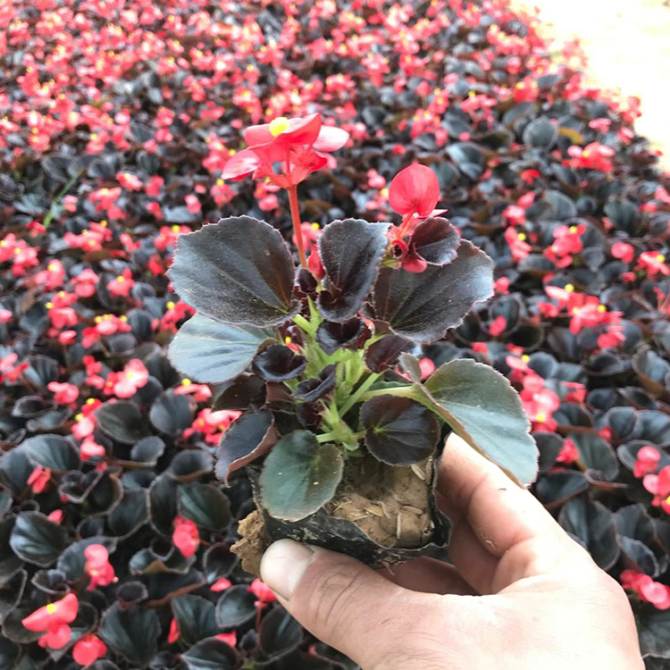 四季海棠 多年生常绿草本植物批发 雅尼四季海棠小苗