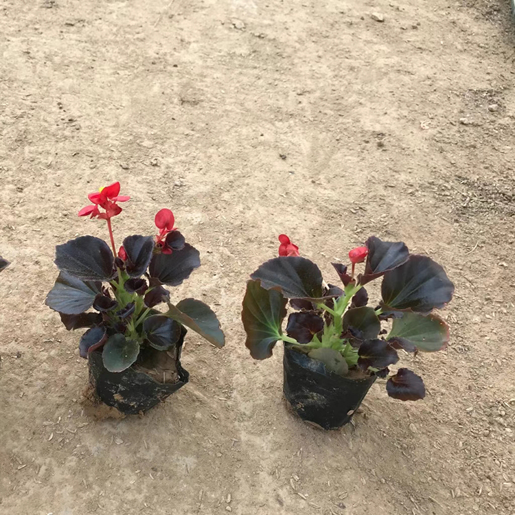 多年生常绿草本植物 四季海棠批发基地 雅尼花卉