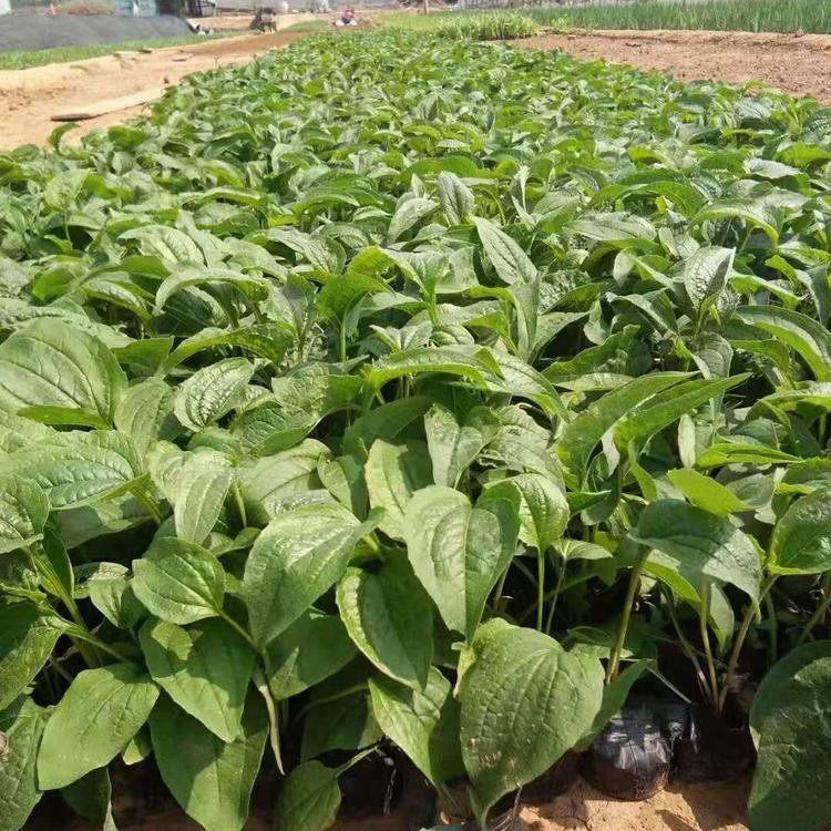 山东青州松果菊基地 多年生宿根花卉松果菊 夏杰花卉 货到付款