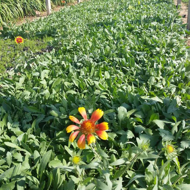 批发花卉天人菊 庭院地被天人菊 夏杰花卉 无中间商