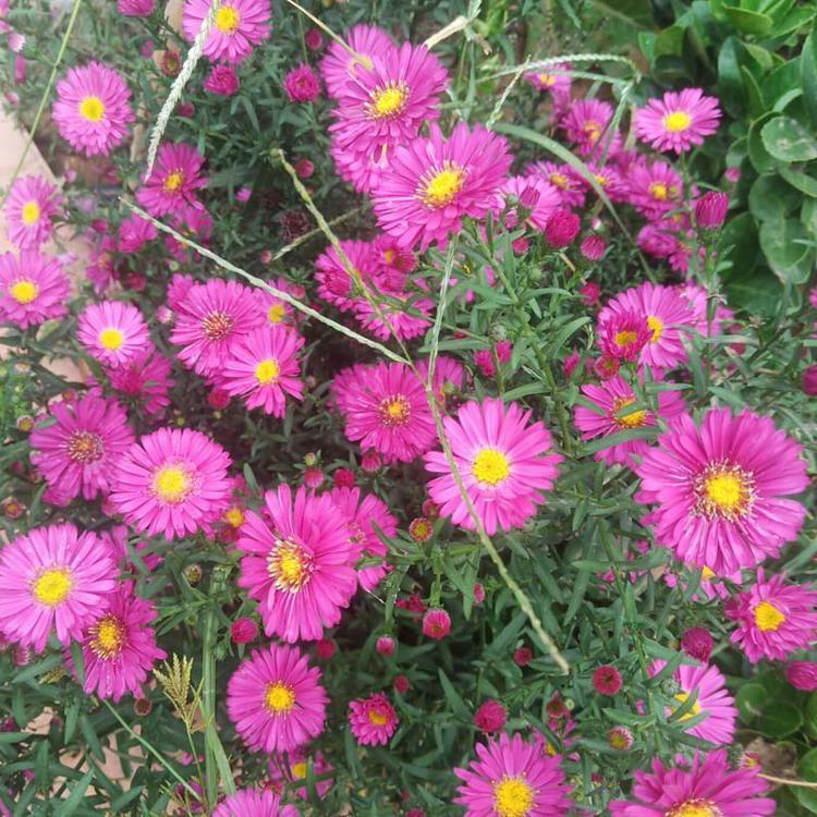 开花荷兰菊盆栽基地 荷兰菊产地供应 夏杰花卉 基地常年批发