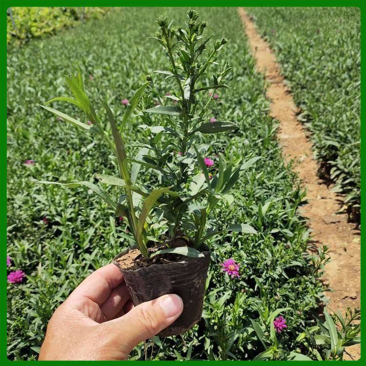 地被荷兰菊供应商 荷兰菊大量供应 夏杰花卉 基地常年批发