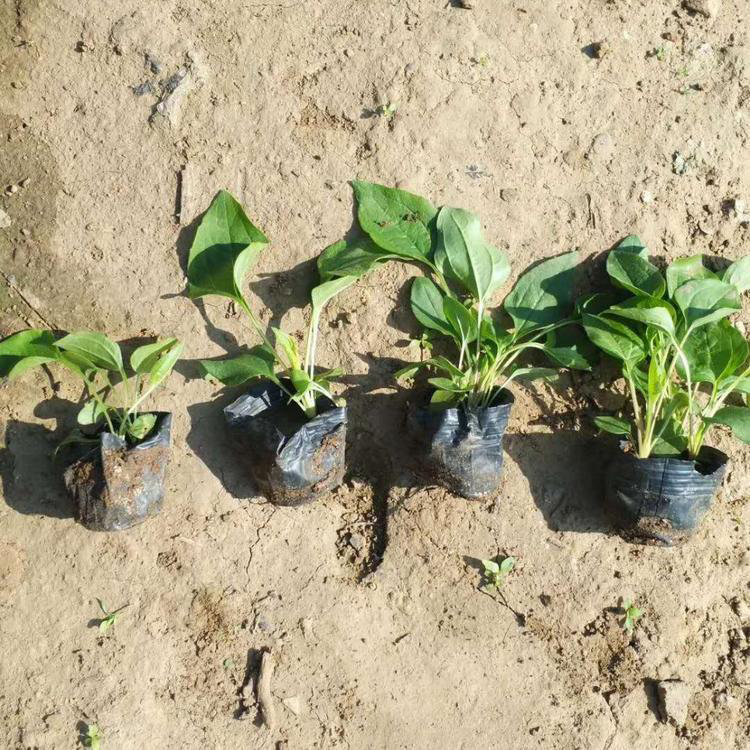 花坛景观松果菊 道路绿化带植物松果菊 夏杰花卉 定金发货