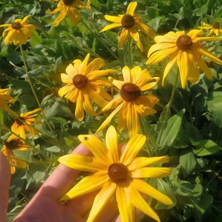 基地供应多年生松果菊 山东松果菊花期长 夏杰花卉 基地种植