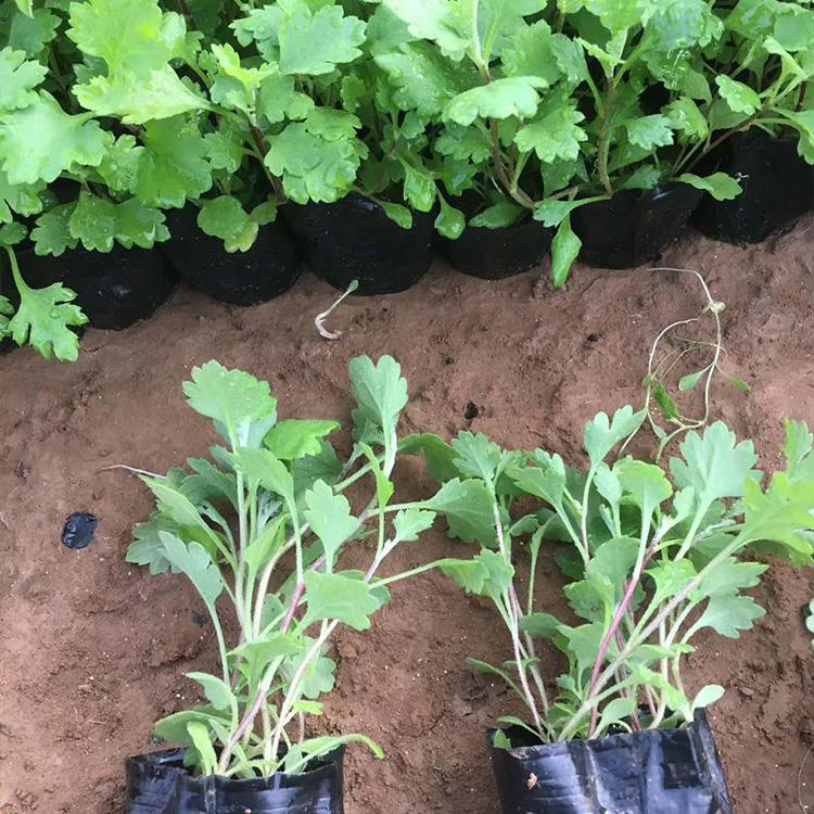 景观花海工程地被菊苗 景观花海工程用地被菊