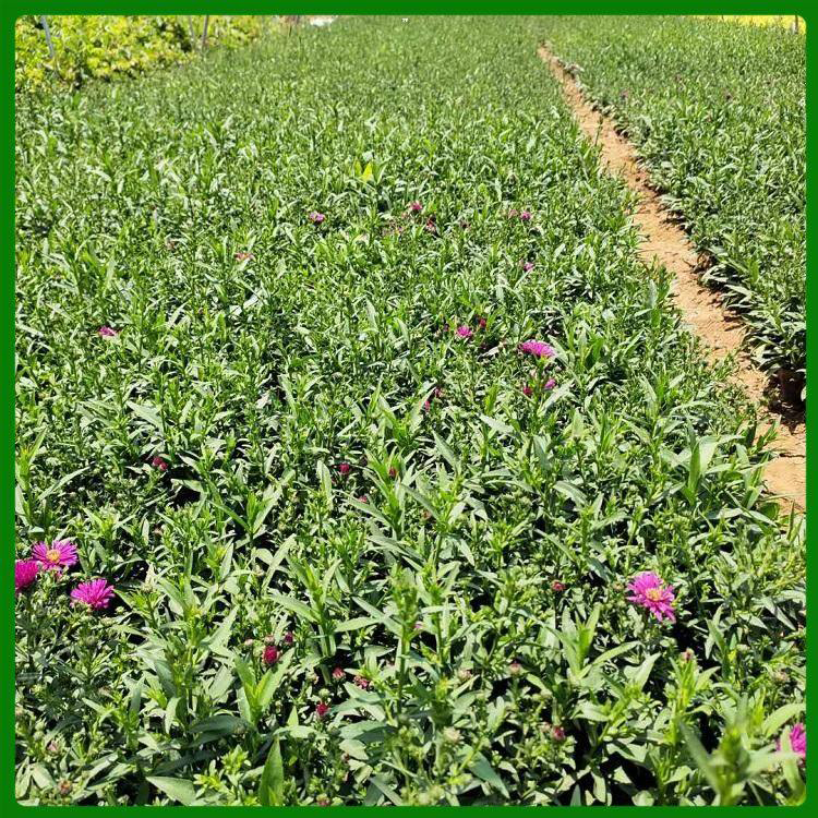 绿化花卉荷兰菊批发 公园草花