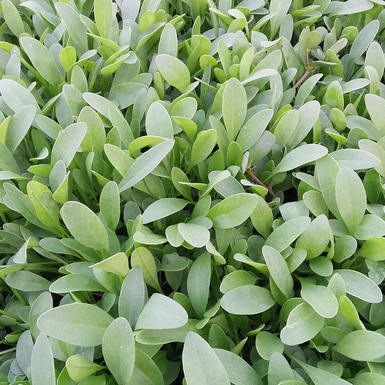 宿根观花植物金鸡菊花 供应大花金鸡菊 夏杰花卉 定金发货