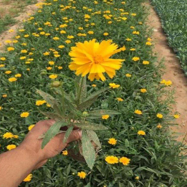 开花艳丽金鸡菊 黄花大花金鸡菊 夏杰花卉 基地种植