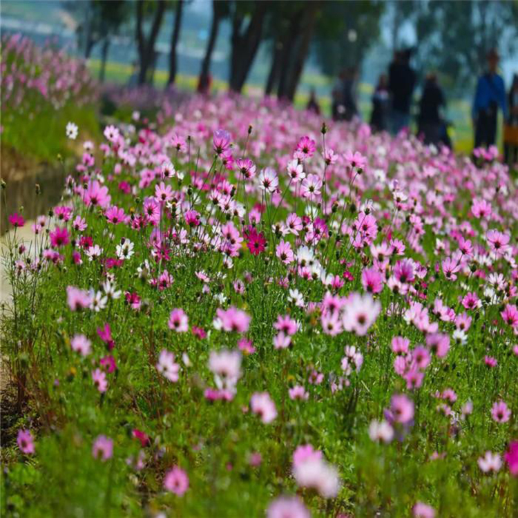 大花景观花卉波斯菊 基地波斯菊自产自销 夏杰花卉 定金发货