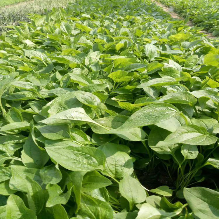 景观绿化松果菊苗 青州松果菊育苗基地 夏杰花卉 基地种植