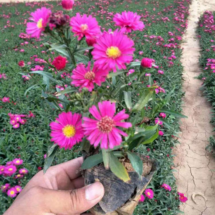 绿化荷兰菊营养杯苗出售 绿化花卉荷兰菊批发 夏杰花卉 无中间商