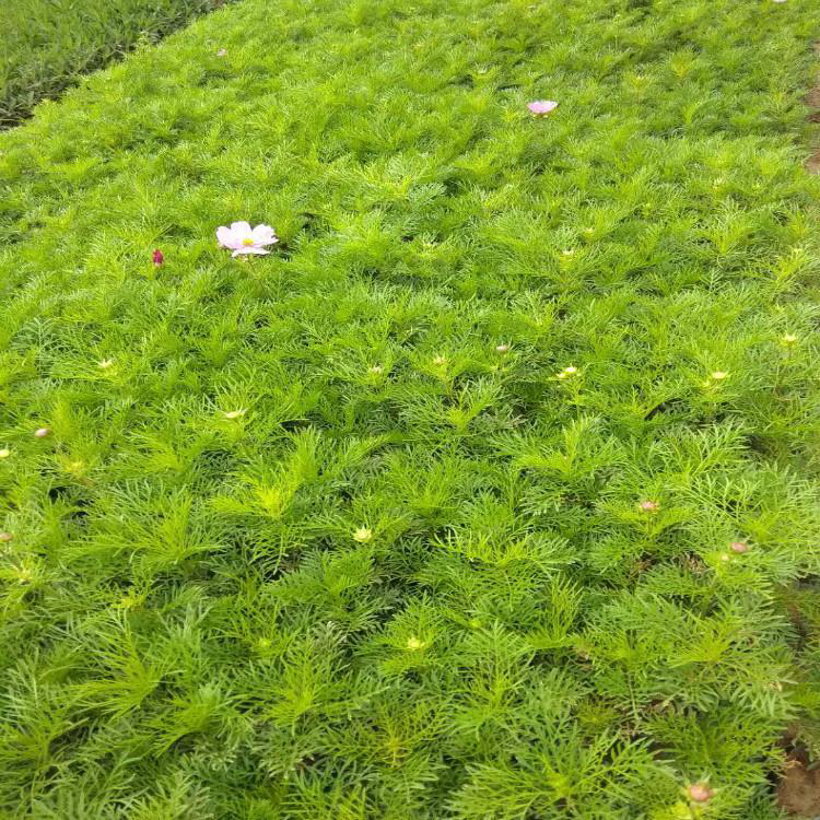 批发各类波斯菊 矮杆波斯菊基地 夏杰花卉 货到付款