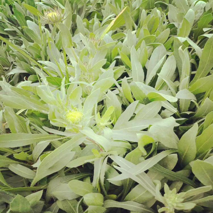 绿化工程用 天人菊 多年生宿根花卉产地 盆栽天人菊小苗