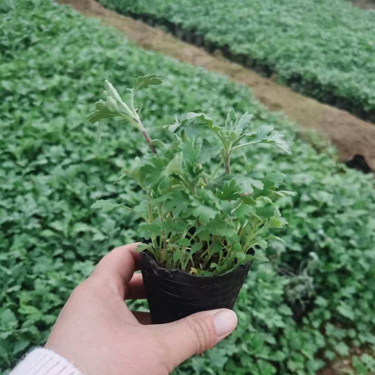 景观花海工程地被菊苗 花海建造地被菊营养钵苗 夏杰花卉 无中间商