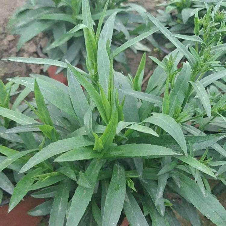 公园花坛荷兰菊 室内外阳台荷兰菊 夏杰花卉 无中间商