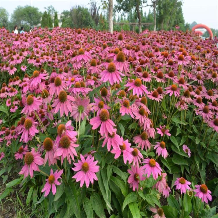 适于小区松果菊价格 常年供应宿根花卉松果菊 夏杰花卉 货到付款