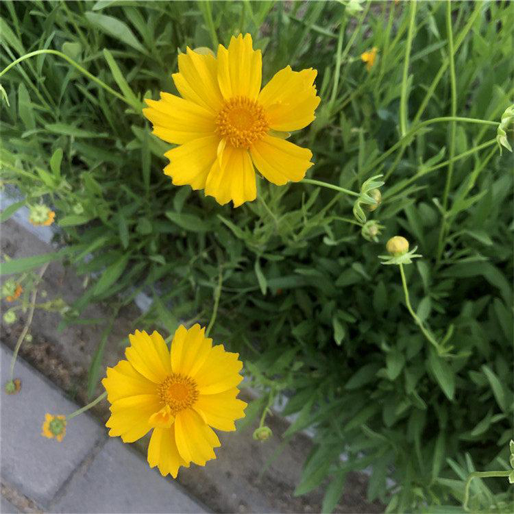 大杯苗 金鸡菊 青州草花种植基地 夏杰花卉