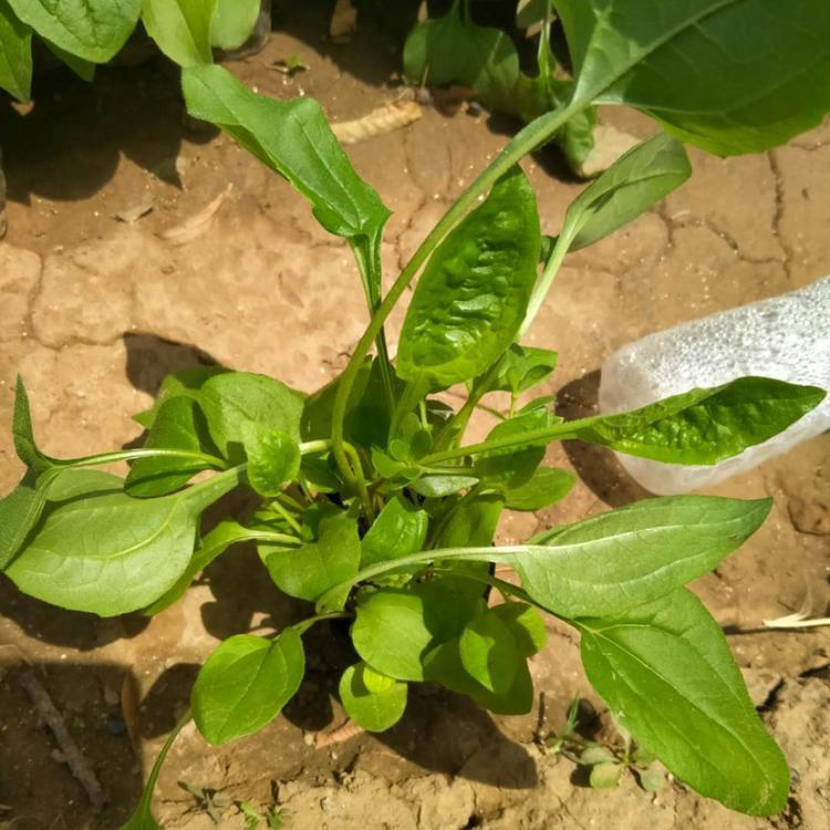 宿根盆栽松果菊 批发绿化植物松果菊 夏杰花卉 货到付款