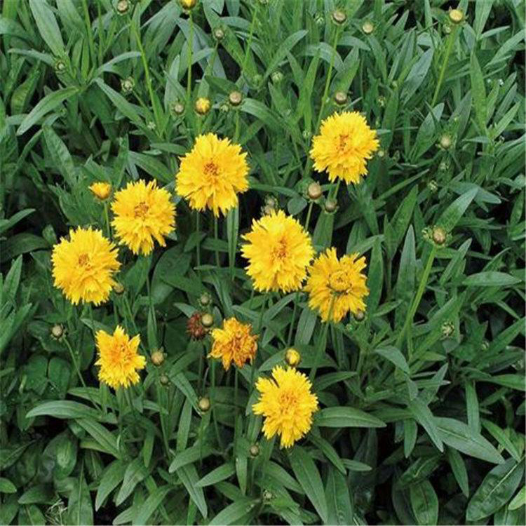 批发出售金鸡菊 青州基地销售金鸡菊 夏杰花卉 基地种植