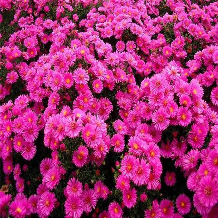 宿根花卉苗木荷兰菊 绿植花卉荷兰菊花苗 夏杰花卉 基地常年批发
