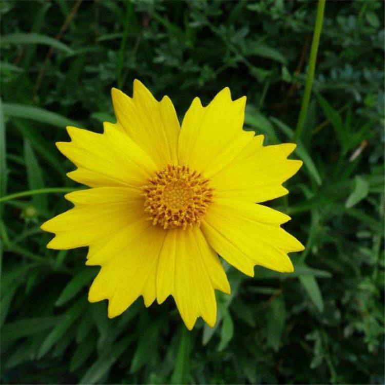 黄花大花金鸡菊 