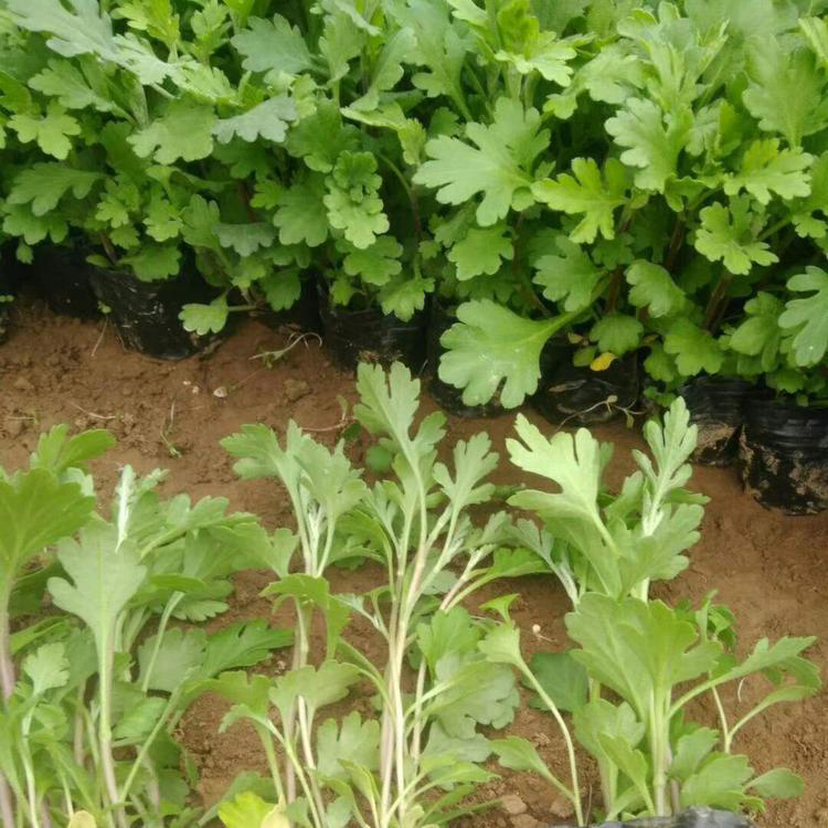 自产自销地被菊 花海建造地被菊营养钵苗 夏杰花卉 绿化花木