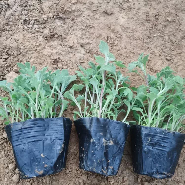 地被菊苗木基地 庭院盆栽地被菊 夏杰花卉 无中间商