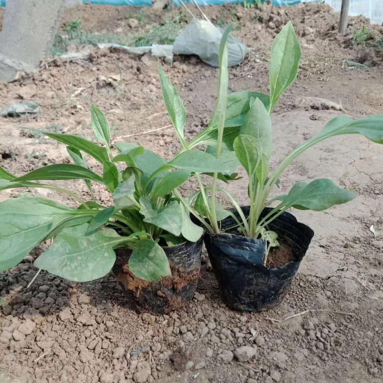 基地批发松果菊盆栽 批发绿化植物松果菊 夏杰花卉 基地常年批发