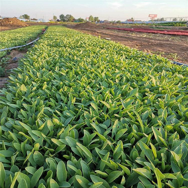 国庆节日花卉金鸡菊 青州苗圃批发金鸡菊 夏杰花卉 基地种植
