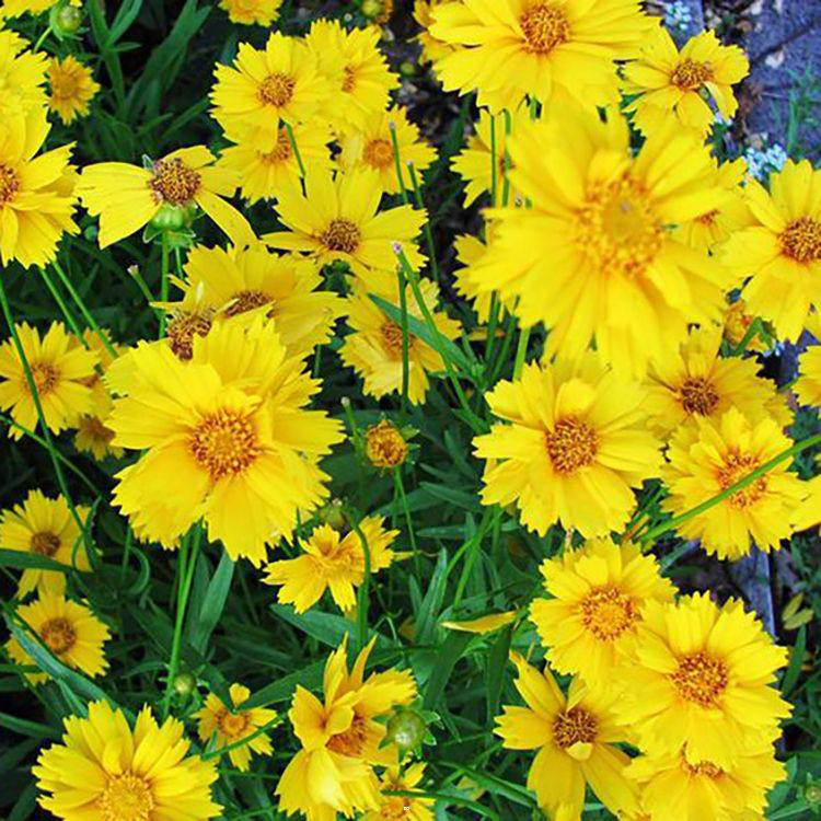 供应多年宿根大花金鸡菊 观赏花卉金鸡菊 夏杰花卉 公园草花