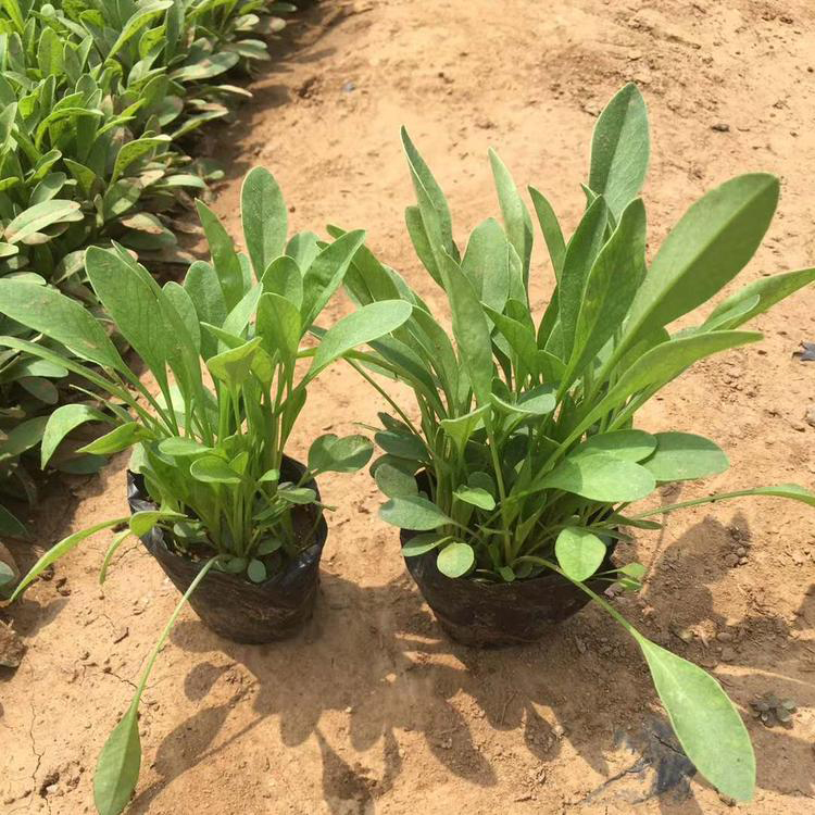 基地批发 大花金鸡菊杯苗 花海观赏用金鸡菊供应