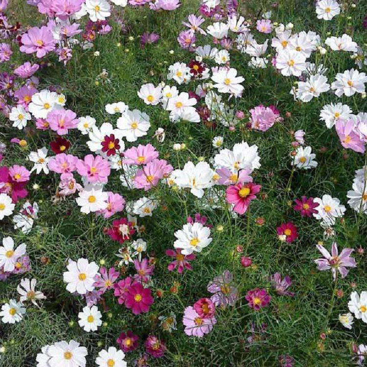 波斯菊花海花卉出售 多色波斯菊山东种植 夏杰花卉 货到付款
