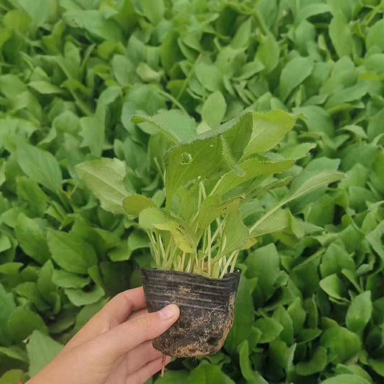 大量供应松果菊 花色艳丽的松果菊 夏杰花卉 基地常年批发