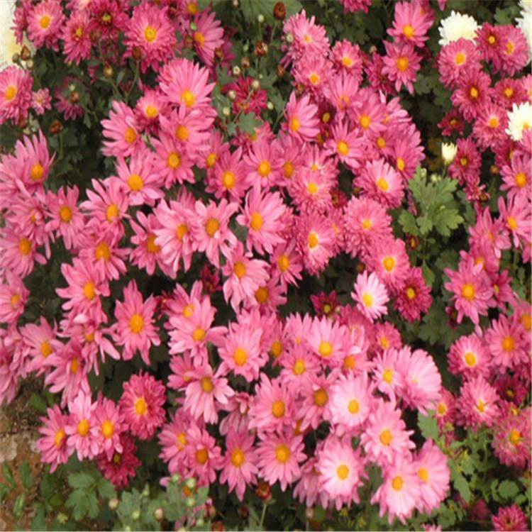 自产自销地被菊 宿根花卉地被菊 夏杰花卉 无中间商