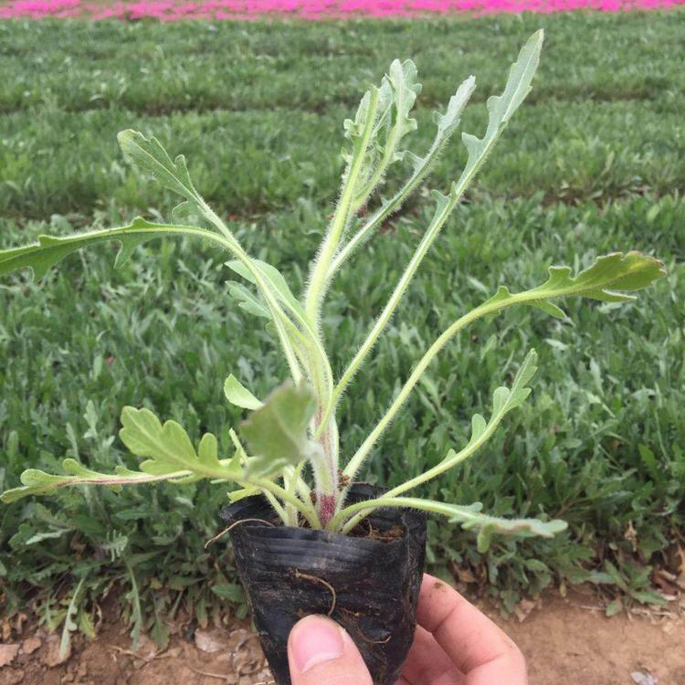 景区花海天人菊系列 园林工程天人菊系列 夏杰花卉 货到付款