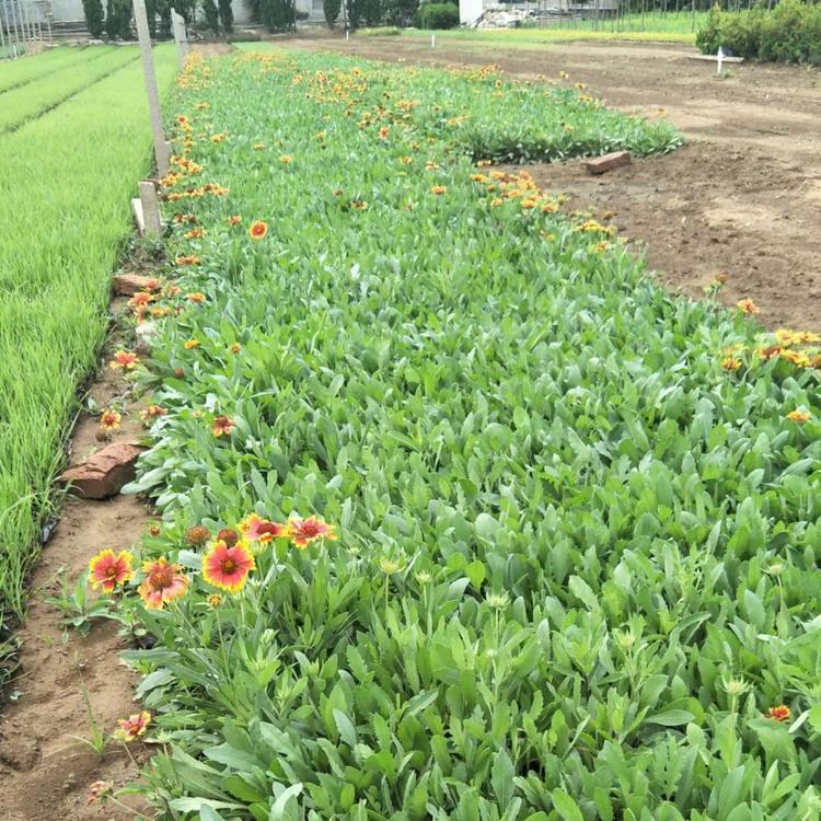 观赏绿化天人菊小苗 苗圃供应天人菊苗 夏杰花卉 无中间商