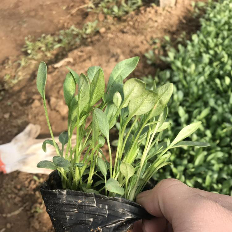 花坛用金鸡菊 观赏盆栽草花 黄色花朵 夏杰花卉