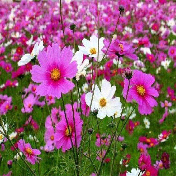 四季荷兰菊花价格 荷兰菊适应性强 夏杰花卉 无中间商
