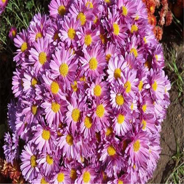 山东草花地被菊批发 花海建造地被菊营养钵苗 夏杰花卉 货到付款