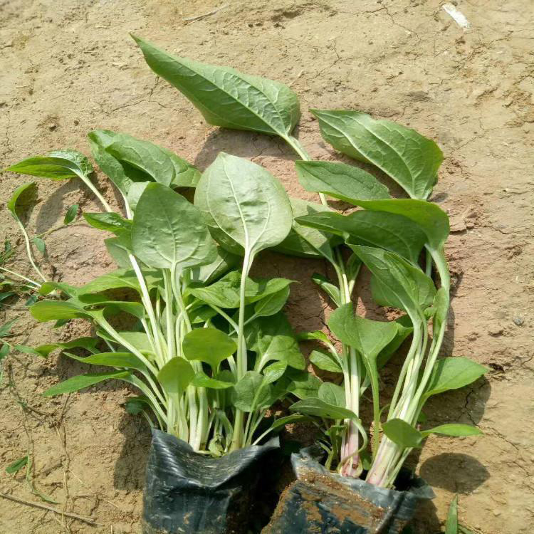 公园盆栽宿根松果菊 青州松果菊育苗基地 夏杰花卉 货到付款