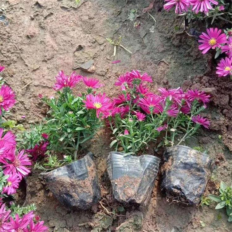 观赏植物荷兰菊 耐旱耐寒荷兰菊 夏杰花卉 定金发货