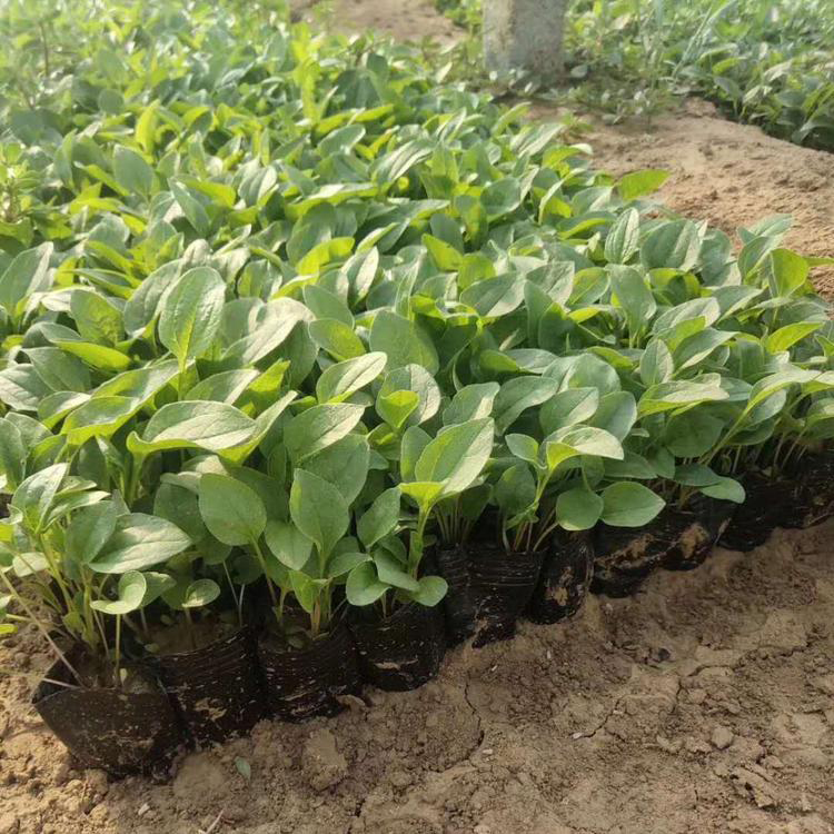 大量供应松果菊 花卉基地批发松果菊 夏杰花卉 绿化花木
