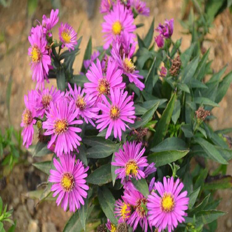 公园花坛荷兰菊 荷兰菊草花盆栽 夏杰花卉 定金发货