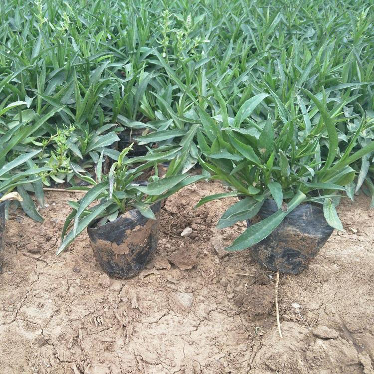 盆栽大菊花荷兰菊 多色荷兰菊地被批发 夏杰花卉 基地种植
