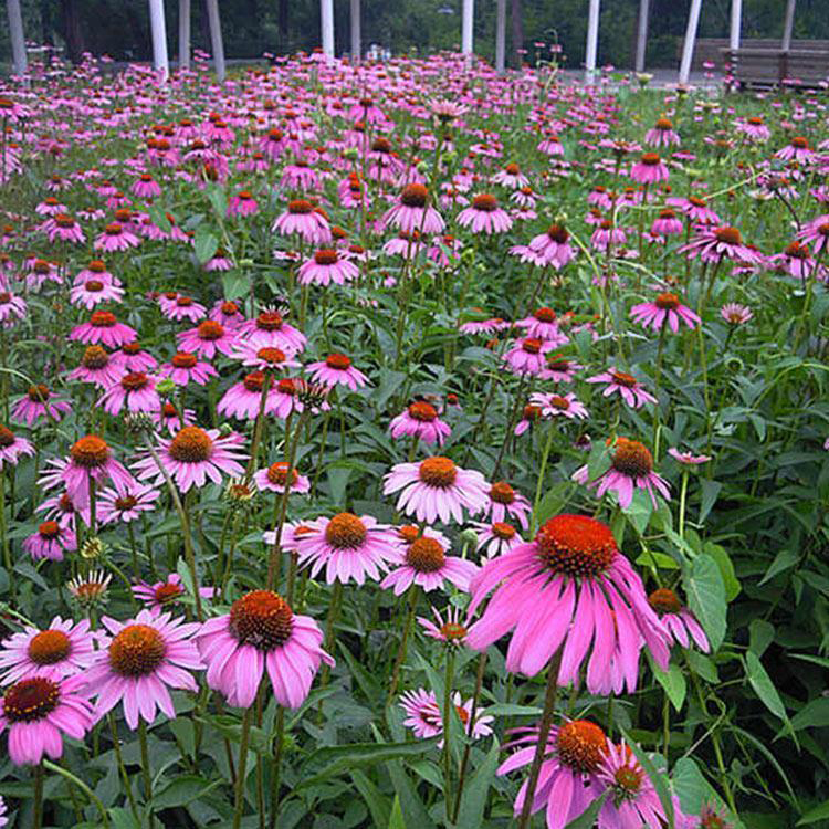 庭院景观园林盆栽松果菊 松果菊小苗供应 夏杰花卉 基地常年批发