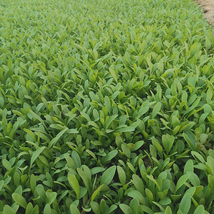国庆节日花卉金鸡菊 供应大花金鸡菊 夏杰花卉 无中间商