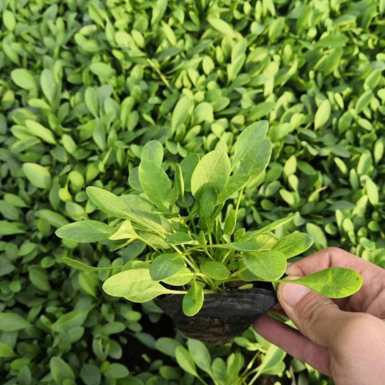 大花金鸡菊报价 常年出售金鸡菊 夏杰花卉 绿化花木
