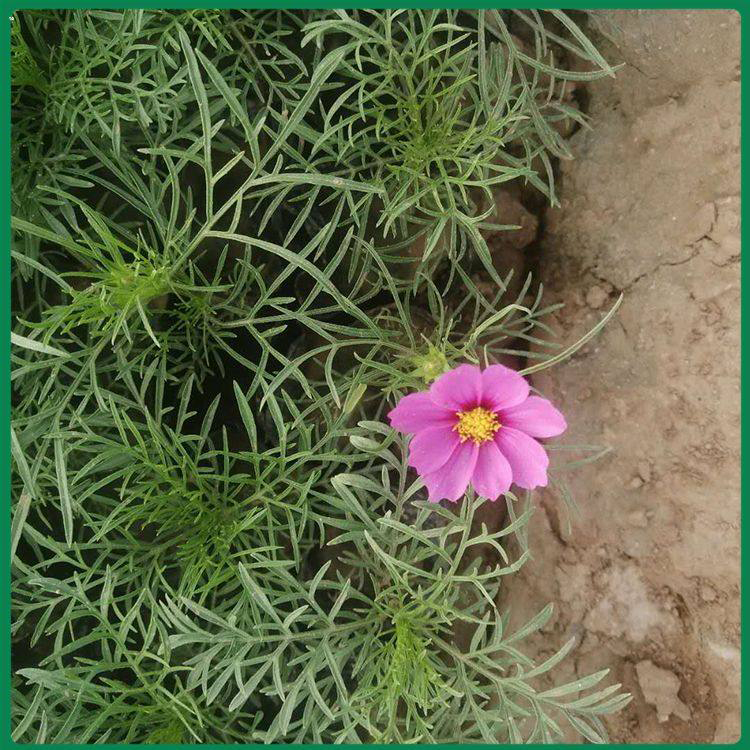 大量供应波斯菊 波斯菊庭院盆栽批发 夏杰花卉 基地种植