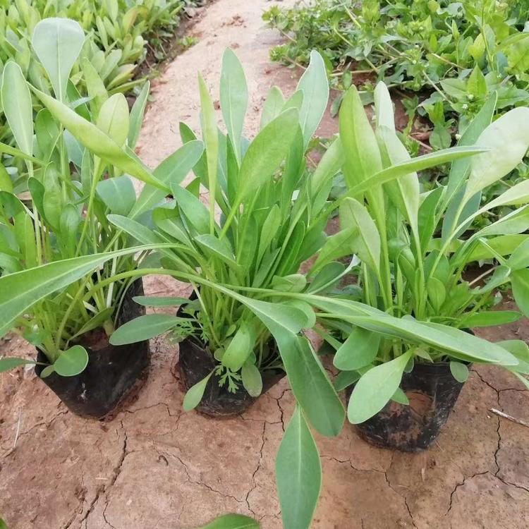 宿根金鸡菊种植基地 金鸡菊花苗批发